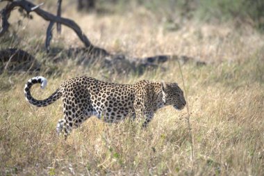  Leopar resimleri bu ikonik büyük kedinin güzelliğini, zarafetini ve ham gücünü yakalıyor. Vahşi yaşam meraklıları, hayvan severler ve doğanın zarafeti karşısında büyülenen herkes için mükemmel.
