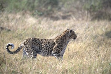  Leopar resimleri bu ikonik büyük kedinin güzelliğini, zarafetini ve ham gücünü yakalıyor. Vahşi yaşam meraklıları, hayvan severler ve doğanın zarafeti karşısında büyülenen herkes için mükemmel.
