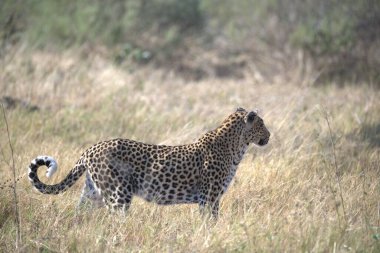  Leopar resimleri bu ikonik büyük kedinin güzelliğini, zarafetini ve ham gücünü yakalıyor. Vahşi yaşam meraklıları, hayvan severler ve doğanın zarafeti karşısında büyülenen herkes için mükemmel.