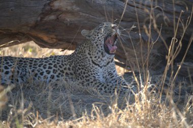  Leopar resimleri bu ikonik büyük kedinin güzelliğini, zarafetini ve ham gücünü yakalıyor. Vahşi yaşam meraklıları, hayvan severler ve doğanın zarafeti karşısında büyülenen herkes için mükemmel.