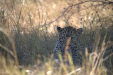  Leopar resimleri bu ikonik büyük kedinin güzelliğini, zarafetini ve ham gücünü yakalıyor. Vahşi yaşam meraklıları, hayvan severler ve doğanın zarafeti karşısında büyülenen herkes için mükemmel.
