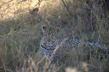  Leopar resimleri bu ikonik büyük kedinin güzelliğini, zarafetini ve ham gücünü yakalıyor. Vahşi yaşam meraklıları, hayvan severler ve doğanın zarafeti karşısında büyülenen herkes için mükemmel.