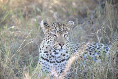  Leopar resimleri bu ikonik büyük kedinin güzelliğini, zarafetini ve ham gücünü yakalıyor. Vahşi yaşam meraklıları, hayvan severler ve doğanın zarafeti karşısında büyülenen herkes için mükemmel.