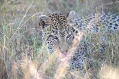  Leopar resimleri bu ikonik büyük kedinin güzelliğini, zarafetini ve ham gücünü yakalıyor. Vahşi yaşam meraklıları, hayvan severler ve doğanın zarafeti karşısında büyülenen herkes için mükemmel.