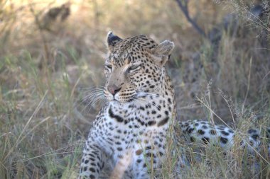  Leopar resimleri bu ikonik büyük kedinin güzelliğini, zarafetini ve ham gücünü yakalıyor. Vahşi yaşam meraklıları, hayvan severler ve doğanın zarafeti karşısında büyülenen herkes için mükemmel.