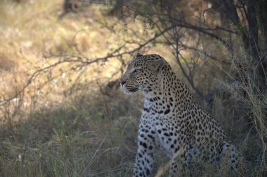  Leopar resimleri bu ikonik büyük kedinin güzelliğini, zarafetini ve ham gücünü yakalıyor. Vahşi yaşam meraklıları, hayvan severler ve doğanın zarafeti karşısında büyülenen herkes için mükemmel.