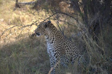  Leopar resimleri bu ikonik büyük kedinin güzelliğini, zarafetini ve ham gücünü yakalıyor. Vahşi yaşam meraklıları, hayvan severler ve doğanın zarafeti karşısında büyülenen herkes için mükemmel.