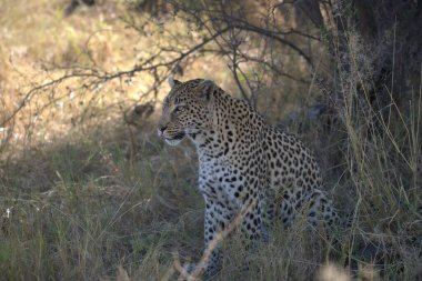  Leopar resimleri bu ikonik büyük kedinin güzelliğini, zarafetini ve ham gücünü yakalıyor. Vahşi yaşam meraklıları, hayvan severler ve doğanın zarafeti karşısında büyülenen herkes için mükemmel.