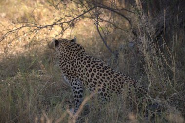  Leopar resimleri bu ikonik büyük kedinin güzelliğini, zarafetini ve ham gücünü yakalıyor. Vahşi yaşam meraklıları, hayvan severler ve doğanın zarafeti karşısında büyülenen herkes için mükemmel.