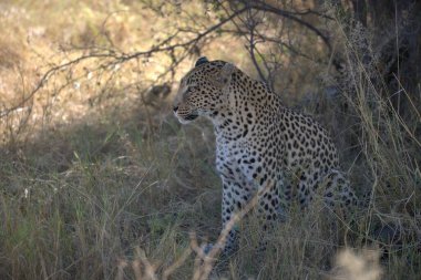  Leopar resimleri bu ikonik büyük kedinin güzelliğini, zarafetini ve ham gücünü yakalıyor. Vahşi yaşam meraklıları, hayvan severler ve doğanın zarafeti karşısında büyülenen herkes için mükemmel.