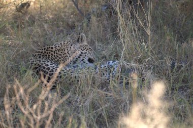  Leopar resimleri bu ikonik büyük kedinin güzelliğini, zarafetini ve ham gücünü yakalıyor. Vahşi yaşam meraklıları, hayvan severler ve doğanın zarafeti karşısında büyülenen herkes için mükemmel.
