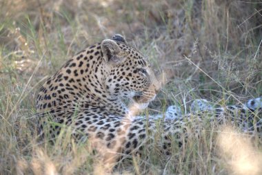 Leopar resimleri bu ikonik büyük kedinin güzelliğini, zarafetini ve ham gücünü yakalıyor. Vahşi yaşam meraklıları, hayvan severler ve doğanın zarafeti karşısında büyülenen herkes için mükemmel..