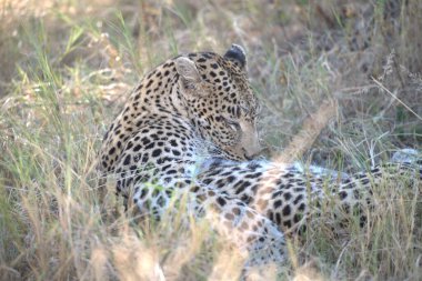 Leopar resimleri bu ikonik büyük kedinin güzelliğini, zarafetini ve ham gücünü yakalıyor. Vahşi yaşam meraklıları, hayvan severler ve doğanın zarafeti karşısında büyülenen herkes için mükemmel..