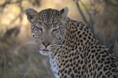 Leopar resimleri bu ikonik büyük kedinin güzelliğini, zarafetini ve ham gücünü yakalıyor. Vahşi yaşam meraklıları, hayvan severler ve doğanın zarafeti karşısında büyülenen herkes için mükemmel..