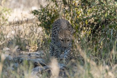 Leopar resimleri bu ikonik büyük kedinin güzelliğini, zarafetini ve ham gücünü yakalıyor. Vahşi yaşam meraklıları, hayvan severler ve doğanın zarafeti karşısında büyülenen herkes için mükemmel..