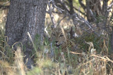 Leopar resimleri bu ikonik büyük kedinin güzelliğini, zarafetini ve ham gücünü yakalıyor. Vahşi yaşam meraklıları, hayvan severler ve doğanın zarafeti karşısında büyülenen herkes için mükemmel..