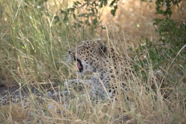 Leopar resimleri bu ikonik büyük kedinin güzelliğini, zarafetini ve ham gücünü yakalıyor. Vahşi yaşam meraklıları, hayvan severler ve doğanın zarafeti karşısında büyülenen herkes için mükemmel..