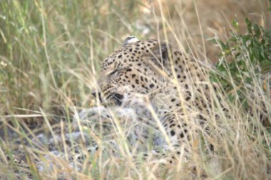 Leopar resimleri bu ikonik büyük kedinin güzelliğini, zarafetini ve ham gücünü yakalıyor. Vahşi yaşam meraklıları, hayvan severler ve doğanın zarafeti karşısında büyülenen herkes için mükemmel..
