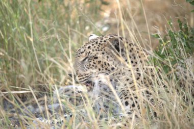 Leopar resimleri bu ikonik büyük kedinin güzelliğini, zarafetini ve ham gücünü yakalıyor. Vahşi yaşam meraklıları, hayvan severler ve doğanın zarafeti karşısında büyülenen herkes için mükemmel..