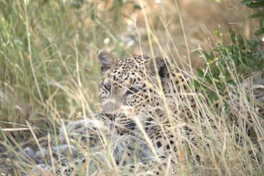 Leopar resimleri bu ikonik büyük kedinin güzelliğini, zarafetini ve ham gücünü yakalıyor. Vahşi yaşam meraklıları, hayvan severler ve doğanın zarafeti karşısında büyülenen herkes için mükemmel..