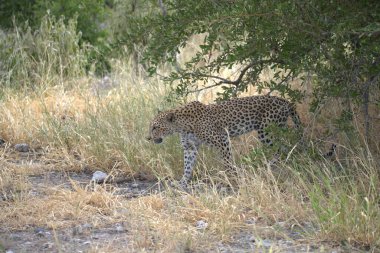 Leopar resimleri bu ikonik büyük kedinin güzelliğini, zarafetini ve ham gücünü yakalıyor. Vahşi yaşam meraklıları, hayvan severler ve doğanın zarafeti karşısında büyülenen herkes için mükemmel..