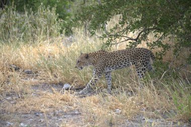Leopar resimleri bu ikonik büyük kedinin güzelliğini, zarafetini ve ham gücünü yakalıyor. Vahşi yaşam meraklıları, hayvan severler ve doğanın zarafeti karşısında büyülenen herkes için mükemmel..