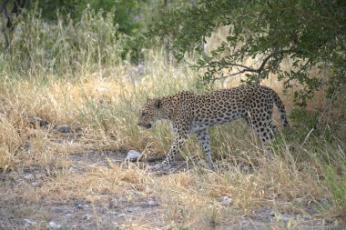  Leopar resimleri bu ikonik büyük kedinin güzelliğini, zarafetini ve ham gücünü yakalıyor. Vahşi yaşam meraklıları, hayvan severler ve doğanın zarafetinden etkilenen herkes için mükemmel. Her resim leoparın doğal ortamını gösteriyor.