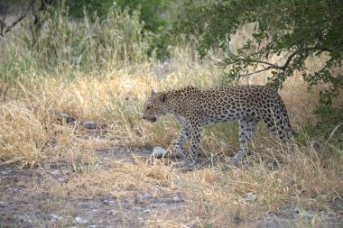  Leopar resimleri bu ikonik büyük kedinin güzelliğini, zarafetini ve ham gücünü yakalıyor. Vahşi yaşam meraklıları, hayvan severler ve doğanın zarafetinden etkilenen herkes için mükemmel. Her resim leoparın doğal ortamını gösteriyor.