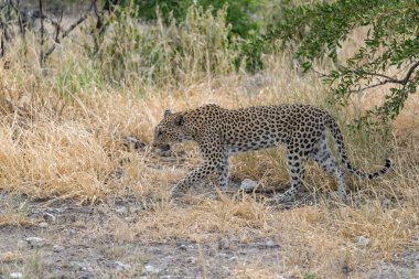  Leopar resimleri bu ikonik büyük kedinin güzelliğini, zarafetini ve ham gücünü yakalıyor. Vahşi yaşam meraklıları, hayvan severler ve doğanın zarafetinden etkilenen herkes için mükemmel. Her resim leoparın doğal ortamını gösteriyor.