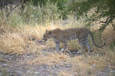  Leopar resimleri bu ikonik büyük kedinin güzelliğini, zarafetini ve ham gücünü yakalıyor. Vahşi yaşam meraklıları, hayvan severler ve doğanın zarafetinden etkilenen herkes için mükemmel. Her resim leoparın doğal ortamını gösteriyor.
