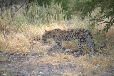 Leopar resimleri bu ikonik büyük kedinin güzelliğini, zarafetini ve ham gücünü yakalıyor. Vahşi yaşam meraklıları, hayvan severler ve doğanın zarafetinden etkilenen herkes için mükemmel. Her resim leoparın doğal ortamını gösteriyor.