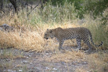  Leopar resimleri bu ikonik büyük kedinin güzelliğini, zarafetini ve ham gücünü yakalıyor. Vahşi yaşam meraklıları, hayvan severler ve doğanın zarafetinden etkilenen herkes için mükemmel. Her resim leoparın doğal ortamını gösteriyor.