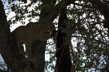  Leopar resimleri bu ikonik büyük kedinin güzelliğini, zarafetini ve ham gücünü yakalıyor. Vahşi yaşam meraklıları, hayvan severler ve doğanın zarafetinden etkilenen herkes için mükemmel. Her resim leoparın doğal ortamını gösteriyor.