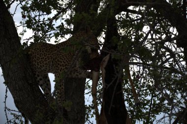  Leopar resimleri bu ikonik büyük kedinin güzelliğini, zarafetini ve ham gücünü yakalıyor. Vahşi yaşam meraklıları, hayvan severler ve doğanın zarafetinden etkilenen herkes için mükemmel. Her resim leoparın doğal ortamını gösteriyor.