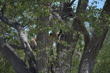 Vahşi savanadaki leopar, Afrika 'nın hayvanı. Bu ikonik büyük kedinin güzelliğini, zarafetini ve ham gücünü yakalayan çarpıcı leopar fotoğraflarının bir derlemesi. Vahşi yaşam meraklıları, hayvan severler ve doğanın zarafeti karşısında büyülenen herkes için mükemmel.