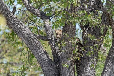 Vahşi savanadaki leopar, Afrika 'nın hayvanı. Bu ikonik büyük kedinin güzelliğini, zarafetini ve ham gücünü yakalayan çarpıcı leopar fotoğraflarının bir derlemesi. Vahşi yaşam meraklıları, hayvan severler ve doğanın zarafeti karşısında büyülenen herkes için mükemmel.