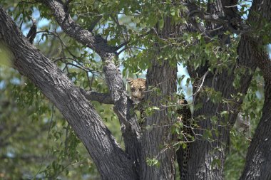 Vahşi savanadaki leopar, Afrika 'nın hayvanı. Bu ikonik büyük kedinin güzelliğini, zarafetini ve ham gücünü yakalayan çarpıcı leopar fotoğraflarının bir derlemesi. Vahşi yaşam meraklıları, hayvan severler ve doğanın zarafeti karşısında büyülenen herkes için mükemmel.