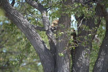 Vahşi savanadaki leopar, Afrika 'nın hayvanı. Bu ikonik büyük kedinin güzelliğini, zarafetini ve ham gücünü yakalayan çarpıcı leopar fotoğraflarının bir derlemesi. Vahşi yaşam meraklıları, hayvan severler ve doğanın zarafeti karşısında büyülenen herkes için mükemmel.