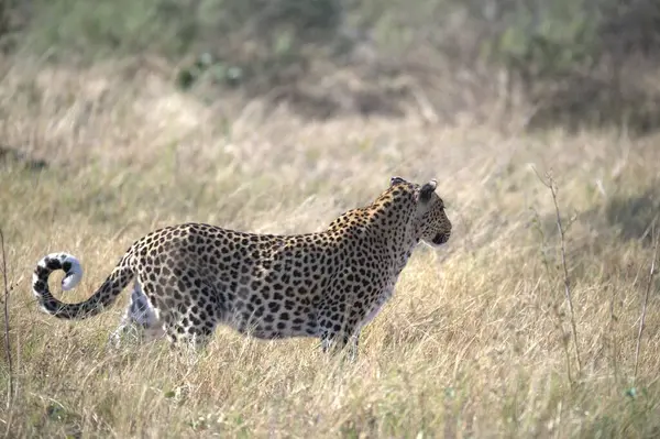  Leopar resimleri bu ikonik büyük kedinin güzelliğini, zarafetini ve ham gücünü yakalıyor. Vahşi yaşam meraklıları, hayvan severler ve doğanın zarafeti karşısında büyülenen herkes için mükemmel.