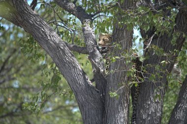 Vahşi savanadaki leopar, Afrika 'nın hayvanı. Bu ikonik büyük kedinin güzelliğini, zarafetini ve ham gücünü yakalayan çarpıcı leopar fotoğraflarının bir derlemesi. Vahşi yaşam meraklıları, hayvan severler ve doğanın zarafeti karşısında büyülenen herkes için mükemmel.