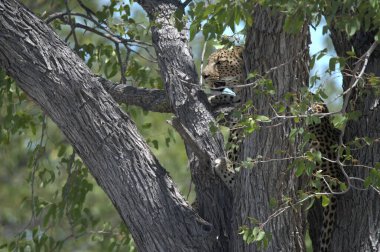 Vahşi savanadaki leopar, Afrika 'nın hayvanı. Bu ikonik büyük kedinin güzelliğini, zarafetini ve ham gücünü yakalayan çarpıcı leopar fotoğraflarının bir derlemesi. Vahşi yaşam meraklıları, hayvan severler ve doğanın zarafeti karşısında büyülenen herkes için mükemmel.