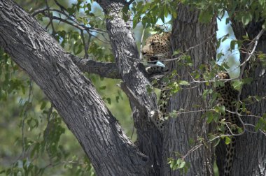 Vahşi savanadaki leopar, Afrika 'nın hayvanı. Bu ikonik büyük kedinin güzelliğini, zarafetini ve ham gücünü yakalayan çarpıcı leopar fotoğraflarının bir derlemesi. Vahşi yaşam meraklıları, hayvan severler ve doğanın zarafeti karşısında büyülenen herkes için mükemmel.
