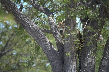 Vahşi savanadaki leopar, Afrika 'nın hayvanı. Bu ikonik büyük kedinin güzelliğini, zarafetini ve ham gücünü yakalayan çarpıcı leopar fotoğraflarının bir derlemesi. Vahşi yaşam meraklıları, hayvan severler ve doğanın zarafeti karşısında büyülenen herkes için mükemmel.