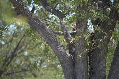 Vahşi Savanadaki Leopar, Afrika Hayvanı bu ikonik büyük kedinin güzelliğini, zarafetini ve ham gücünü yansıtan çarpıcı leopar fotoğraflarından oluşan bir derleme. Vahşi yaşam meraklıları, hayvan severler ve doğanın zarafeti karşısında büyülenen herkes için mükemmel.