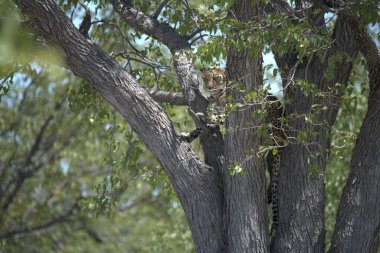 Vahşi Savanadaki Leopar, Afrika Hayvanı bu ikonik büyük kedinin güzelliğini, zarafetini ve ham gücünü yansıtan çarpıcı leopar fotoğraflarından oluşan bir derleme. Vahşi yaşam meraklıları, hayvan severler ve doğanın zarafeti karşısında büyülenen herkes için mükemmel.