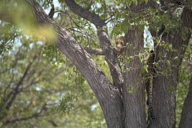 Vahşi Savanadaki Leopar, Afrika Hayvanı bu ikonik büyük kedinin güzelliğini, zarafetini ve ham gücünü yansıtan çarpıcı leopar fotoğraflarından oluşan bir derleme. Vahşi yaşam meraklıları, hayvan severler ve doğanın zarafeti karşısında büyülenen herkes için mükemmel.