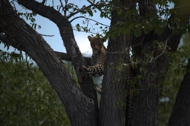 Vahşi Savanadaki Leopar, Afrika Hayvanı bu ikonik büyük kedinin güzelliğini, zarafetini ve ham gücünü yansıtan çarpıcı leopar fotoğraflarından oluşan bir derleme. Vahşi yaşam meraklıları, hayvan severler ve doğanın zarafeti karşısında büyülenen herkes için mükemmel.