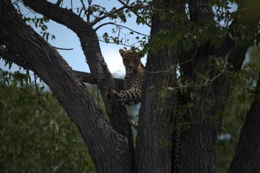 Vahşi Savanadaki Leopar, Afrika Hayvanı bu ikonik büyük kedinin güzelliğini, zarafetini ve ham gücünü yansıtan çarpıcı leopar fotoğraflarından oluşan bir derleme. Vahşi yaşam meraklıları, hayvan severler ve doğanın zarafeti karşısında büyülenen herkes için mükemmel.