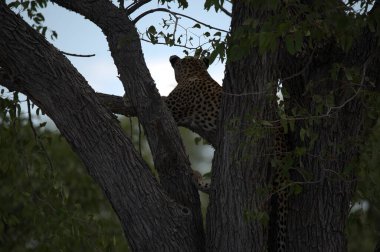 Vahşi Savanadaki Leopar, Afrika Hayvanı bu ikonik büyük kedinin güzelliğini, zarafetini ve ham gücünü yansıtan çarpıcı leopar fotoğraflarından oluşan bir derleme. Vahşi yaşam meraklıları, hayvan severler ve doğanın zarafeti karşısında büyülenen herkes için mükemmel.