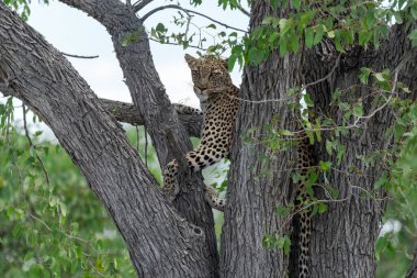 Vahşi Savanadaki Leopar, Afrika Hayvanı bu ikonik büyük kedinin güzelliğini, zarafetini ve ham gücünü yansıtan çarpıcı leopar fotoğraflarından oluşan bir derleme. Vahşi yaşam meraklıları, hayvan severler ve doğanın zarafeti karşısında büyülenen herkes için mükemmel.